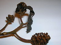 Taphrina amentorum tongue gall.JPG