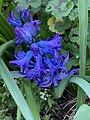 Гиацинт синий
