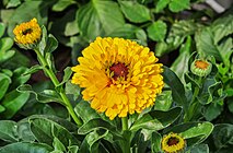 Calendula officinalis 02012015 (1).jpg