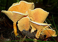 Hygrophoropsis aurantiaca.jpg