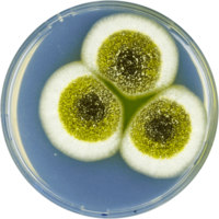 Aspergillus robustus cya.png