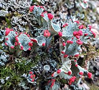 Cladonia borealis S. Stenroos 984066.jpg