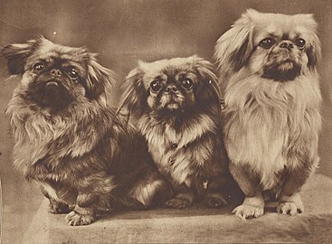 Трио пекинесов