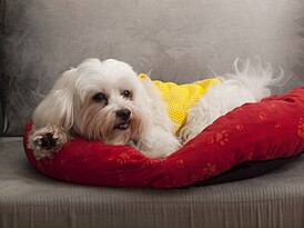 Мальтийская болонка