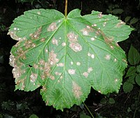 Cristulariella depraedans 1.jpg