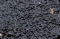 Ruzenia spermoides (40205338762).jpg