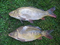 Cyprinus-carpio.jpg