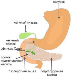 Поджелудочная железа