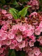 Mountain Laurel Kalmia latifolia Flowers 2448px.jpg