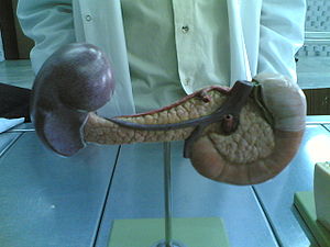 Модель поджелудочной железы