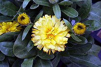 Calendula officinalis Bon Bon Mix 2zz.jpg