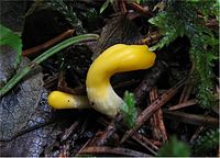 2009-08-01 Neolecta vitellina 23804.jpg