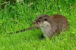 Young Otter (1) (5878286924).jpg