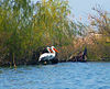 Dalmatian Pelicans in the Danube delta.jpg