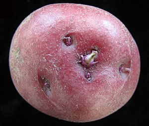 Solanum tuberosum 15-p.bot-solana.tuber-01.jpg