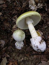 Amanita phalloides 1.JPG