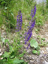 Wiesensalbei (Salvia pratensis) 03.jpg