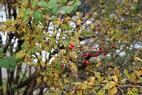 Berberis vulgaris in Fiss, Tyrol 02.JPG