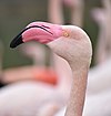 Reserve Sigean - Flamants roses 07.jpg