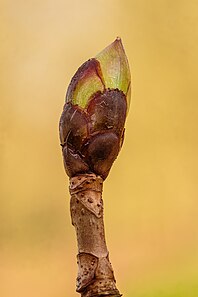 Zwellende bladknop van een tamme kastanje (Castanea sativa). 16-03-2022. (d.j.b).jpg