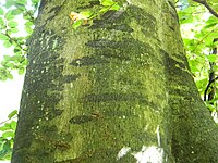 Ascodichaena rugosa.JPG