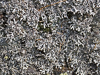 Parmeliaceae - Brodoa intestiniformis.jpg