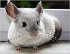 Белый Вильсон