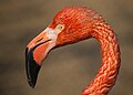 Фламинго II.jpg