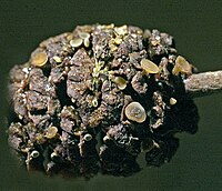 Ciboria viridifusca. Rabadiello (Salas), 26-XII-2009, amentos femeninos de Alnus glutinosa.JPG