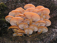 Flammulina velutipes 04.jpg