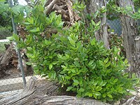 Laurel joven, arbusto Laurus nobilis.jpg