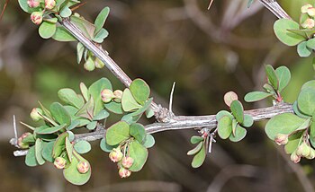 Berberis thunbergii (bud).jpg
