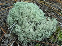 Cladonia subtenuis - Flickr - pellaea (3).jpg
