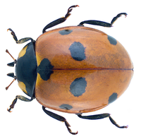 Coccinella septempunctata Linné, 1758 (30156309794).png