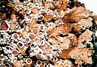 Pannaria conoplea-4.jpg