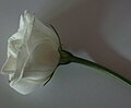 Eustoma russelianum perfil