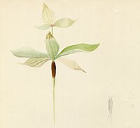 Pfister and LoBuglio Fig 1.jpg