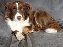 Австралийская овчарка Хюндин «Шоки» окраса red-tri