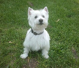 Westie-Oliver.jpg