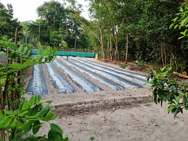Mulch Farming in Kerala 01.jpg