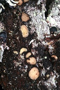 Pseudographis pinicola (8009428400).jpg