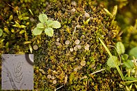 Bryoscyphus dicrani 60552313.jpg