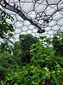 Eden Project roof hexagonal design.jpg