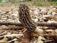 Morchella importuna 211765.jpg