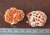Spongiforma squarepantsii 151595.jpg