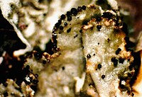 Tuckermannopsis orbata-3.jpg