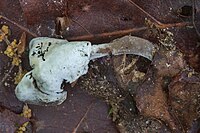 2018-04-08 Hypomyces cervinus 862596.jpg