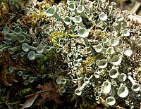 Flowering Lichens. Cladonia diversa Asperges - Flickr - gailhampshire (1).jpg