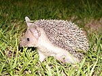 Hedgehog cyprus hg.jpg