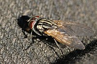 Musca.domestica.female.jpg